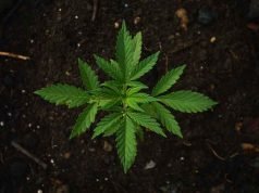 Anvisa discute nesta quarta regras para a produção de cannabis no país