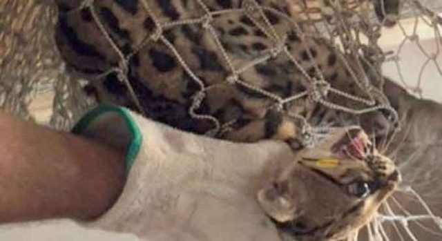 confude-gata-onca-10012023142102273