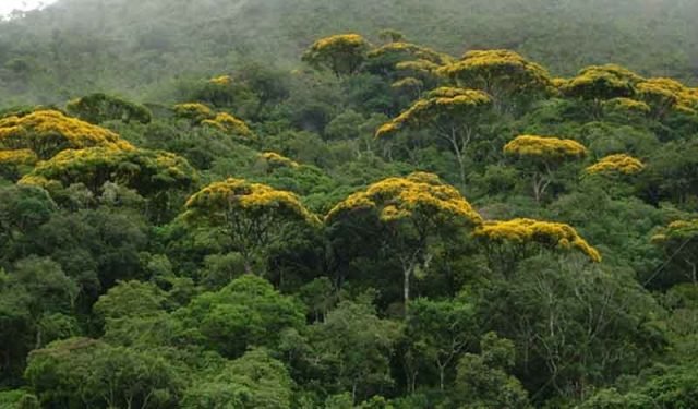 Mata_Atlantica_-_Evandro_Rodney