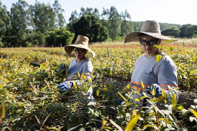 Bioflorestas---Crédito-Nitro-Imagens