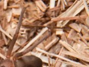 Aracnofobia? Aranhas-Marrons:
A ameaça que você não quer conhecer! 01