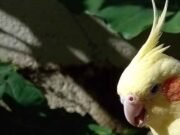 Saiba como uma calopsita pode melhorar seu bem-estar e sua qualidade de vida cropped-2minasemdia-calopsita-passaro-pet-passarinho.jpg