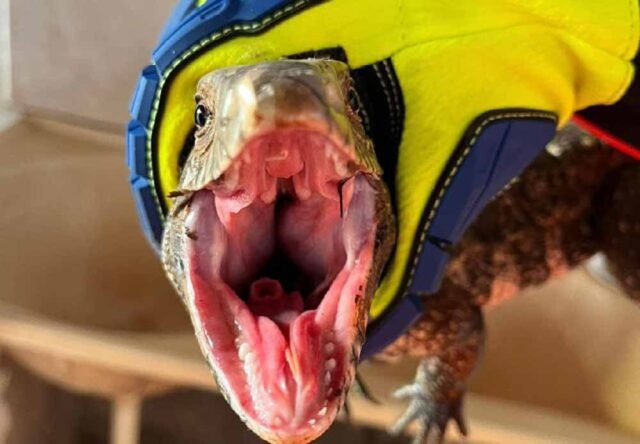 teiu-lagarto-minas-gerais-inteior-fogao