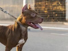 Mulher é atacada por pitbull no Centro de Alvinópolis e transferida em estado grave para hospital de Ponte Nova