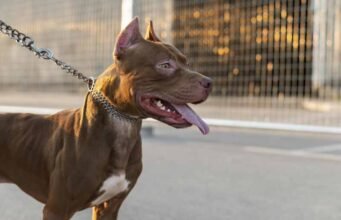 Mulher é atacada por pitbull no Centro de Alvinópolis e transferida em estado grave para hospital de Ponte Nova