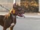 Mulher é atacada por pitbull no Centro de Alvinópolis e transferida em estado grave para hospital de Ponte Nova