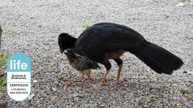 O-Projeto-Mutum-é-reconhecido-pela-Certificação-LIFE,-referência-em-práticas-de-conservação-da-biodiversidade.