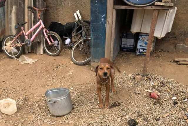 Abandono-de animais gera multa-de-R$-28 mil-em-João-Monlevade2