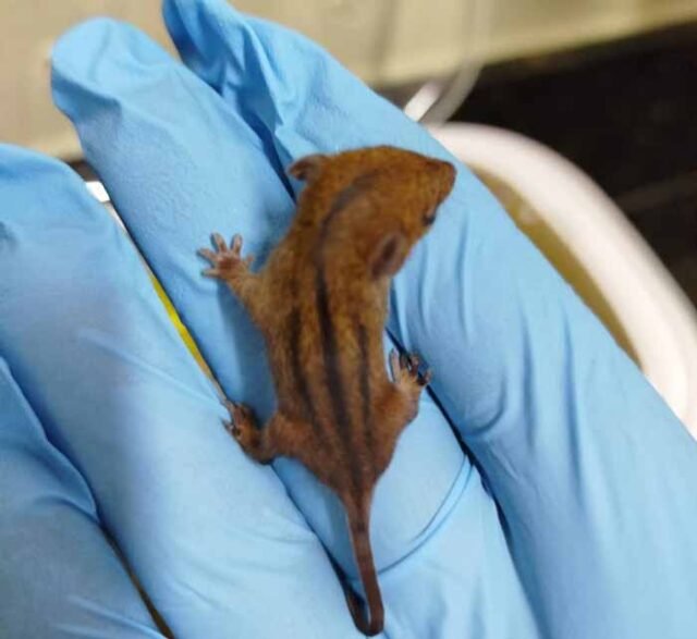 Cuíca-de-três-listras-minasemdia.com.br Divulgação: CBMMG