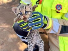 Vídeo; Parece com gato mas não é; Bombeiros resgatam filhote ferido às margens da BR-464