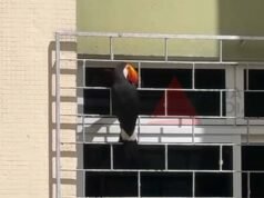 Vídeo; Tucano-mãe “pede ajuda” batendo bico em janela e mobiliza moradores e Bombeiros em BH
