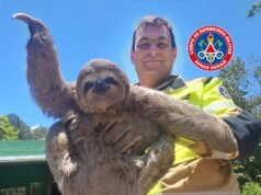 Vídeo; Bombeiros resgatam bicho-preguiça em risco de atropelamento na BR-040