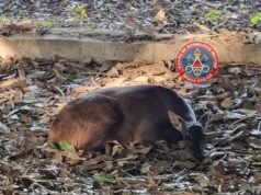 Cervo é resgatado com patas fraturadas às margens da MGC-491 em Minas