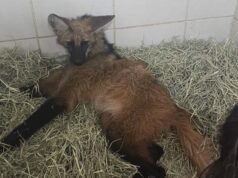 Vídeo; Atropelado e incapaz de andar, lobo-guará é salvo pelos Bombeiros e encaminhado para clínica especializada