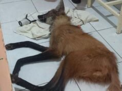 Vídeo; Lobo-guará sofre ferimento por arma de fogo e não resiste durante atendimento veterinário