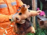 Itabira; Bombeiros capturam tamanduá em quintal de residência