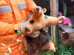 Itabira; Bombeiros capturam tamanduá em quintal de residência
