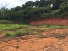 CENIBRA transforma resíduos industriais em solução sustentável para recuperar áreas degradadas