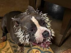 Ouriço-cacheiro é capturado no interior de Minas após ataque a cão doméstico