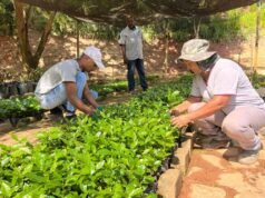 Viveiro Municipal de São Gonçalo do Rio Abaixo disponibiliza cerca de 6 mil mudas de café para doação