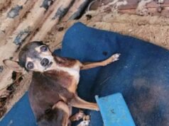 Polícia Civil prende suspeito por maus-tratos a cães no interior de Minas