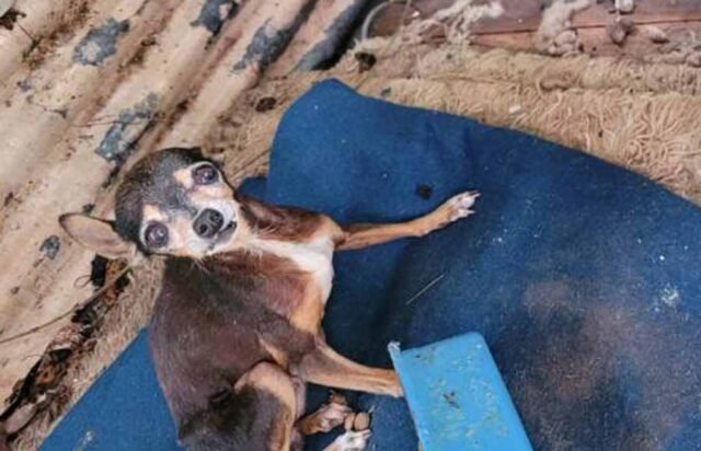 PCMG-prende-suspeito-por-maus-tratos-a-cães-em-Guaxupé