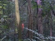 Criança de 4 anos com TEA desaparece e mobiliza grande operação em área rural de Jeceaba