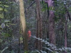 Criança de 4 anos com TEA desaparece e mobiliza grande operação em área rural de Jeceaba