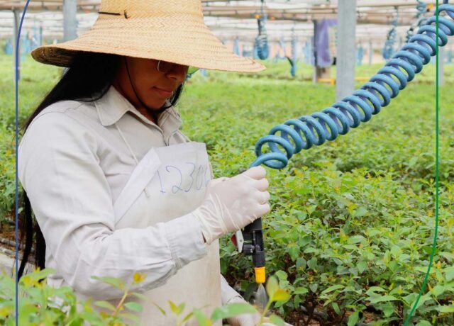 cenibra-irrigacao-inteligente