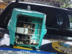 PRF recupera veículo roubado e resgata um macaco-prego na BR-040