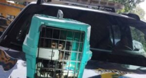 PRF recupera veículo roubado e resgata um macaco-prego na BR-040