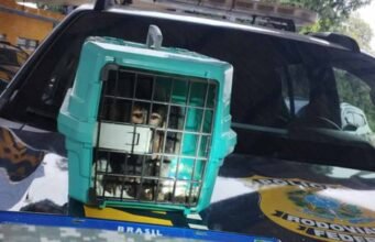 PRF recupera veículo roubado e resgata um macaco-prego na BR-040