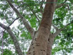 Angico é destaque em projetos de restauração da Cenibra