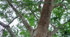 Angico é destaque em projetos de restauração da Cenibra