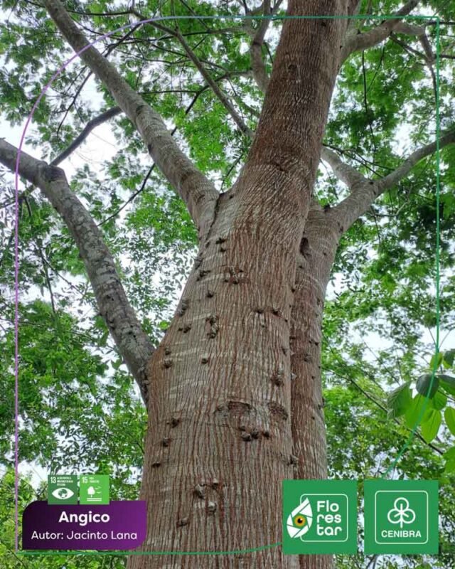 angico-farmaceutico-gentil-das-florestas