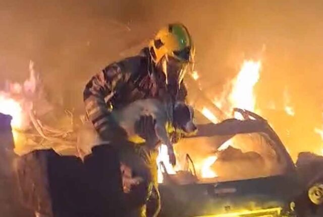 incendio-oficina-br459-cadela-resgatada