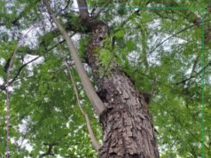 Jacarandá-caviúna: a jornada da “Rainha das Madeiras Nobres” rumo à recuperação