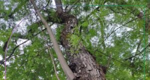 Jacarandá-caviúna: a jornada da “Rainha das Madeiras Nobres” rumo à recuperação