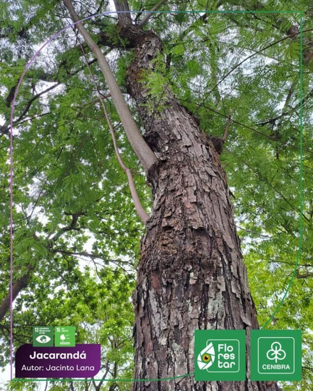 jacaranda-caviuna-madeira-nobre-ameacada