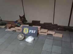 Cão farejador da PRF encontra mais de 40 kg de drogas em ônibus na BR-381