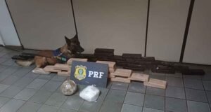 Cão farejador da PRF encontra mais de 40 kg de drogas em ônibus na BR-381