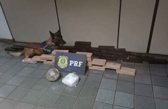 Cão farejador da PRF encontra mais de 40 kg de drogas em ônibus na BR-381