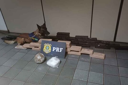 Cão farejador da PRF encontra mais de 40 kg de drogas em ônibus na BR-381