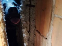 Vídeo; Bombeiros resgatam cachorro preso em vala após se assustar com fogos do clássico entre Cruzeiro e Atlético