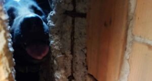 Vídeo; Bombeiros resgatam cachorro preso em vala após se assustar com fogos do clássico entre Cruzeiro e Atlético