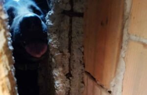 Vídeo; Bombeiros resgatam cachorro preso em vala após se assustar com fogos do clássico entre Cruzeiro e Atlético