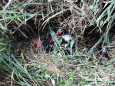 Motociclista fica ferido após cair em barranco de 30 metros na BR-381 entre João Monlevade e Bela Vista de Minas