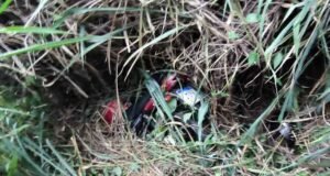 Motociclista fica ferido após cair em barranco de 30 metros na BR-381 entre João Monlevade e Bela Vista de Minas