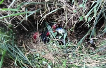 Motociclista fica ferido após cair em barranco de 30 metros na BR-381 entre João Monlevade e Bela Vista de Minas