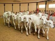 Não perca! São Gonçalo do Rio Abaixo promove 18º Leilão de Gado de Leite e Corte no dia 28 de março